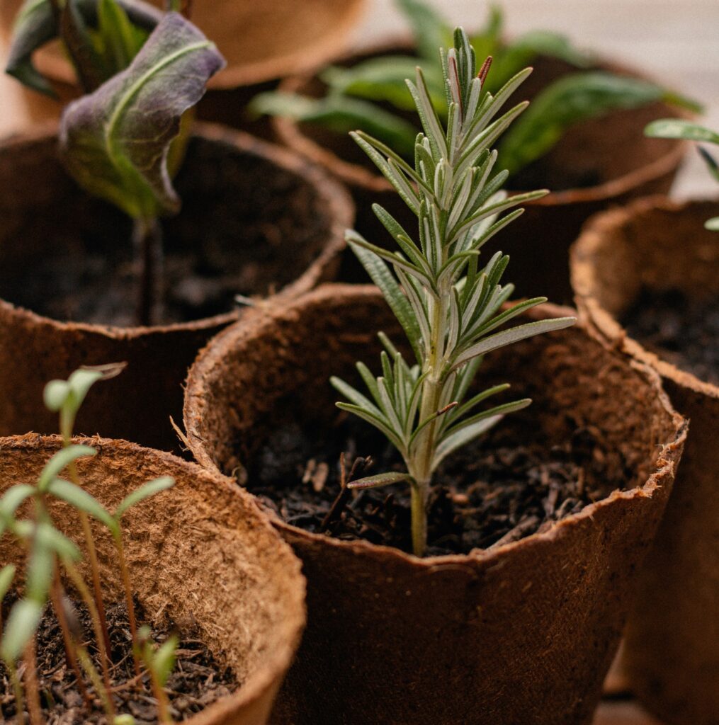 Homegrown herbs