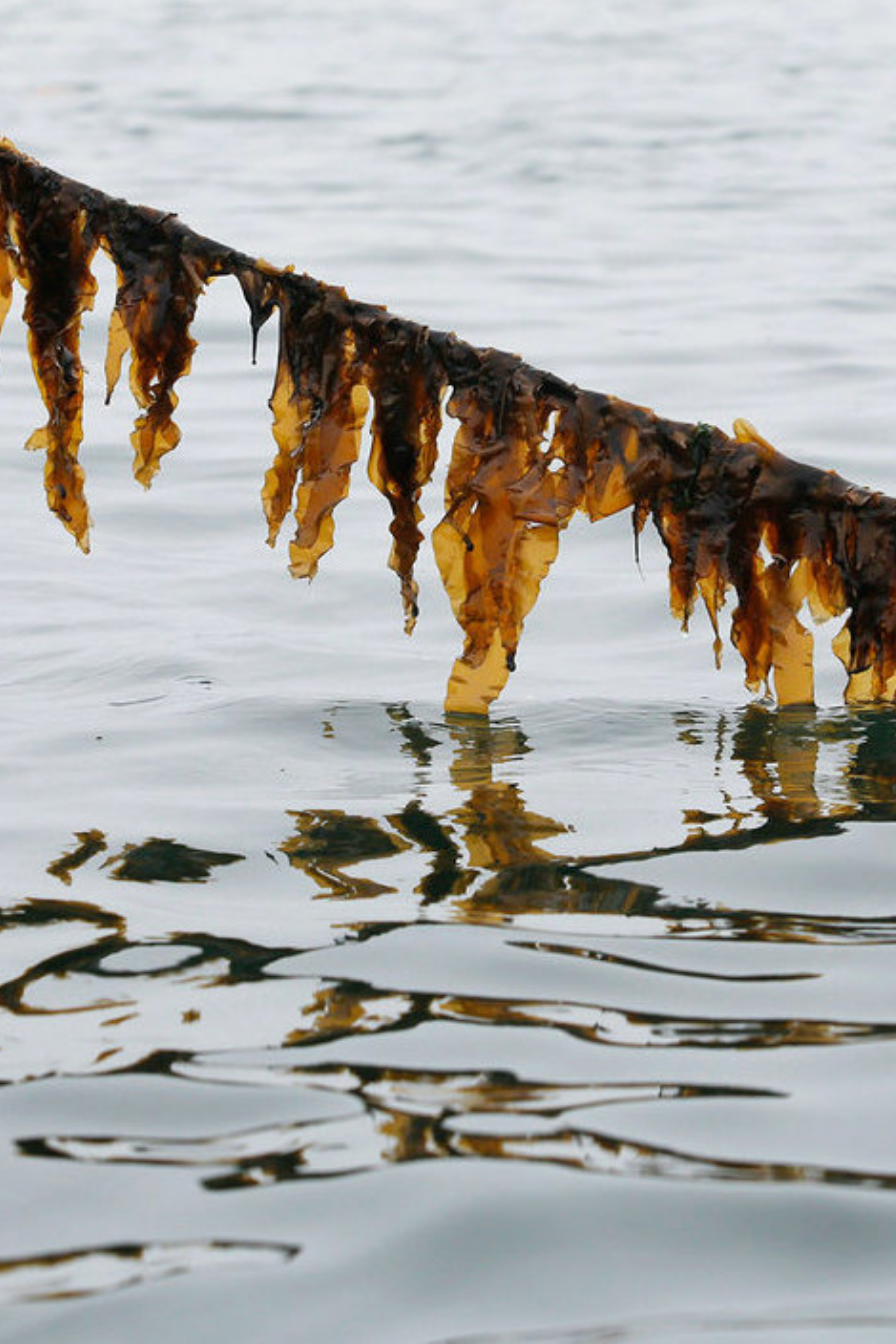 Health benefits of Seaweed